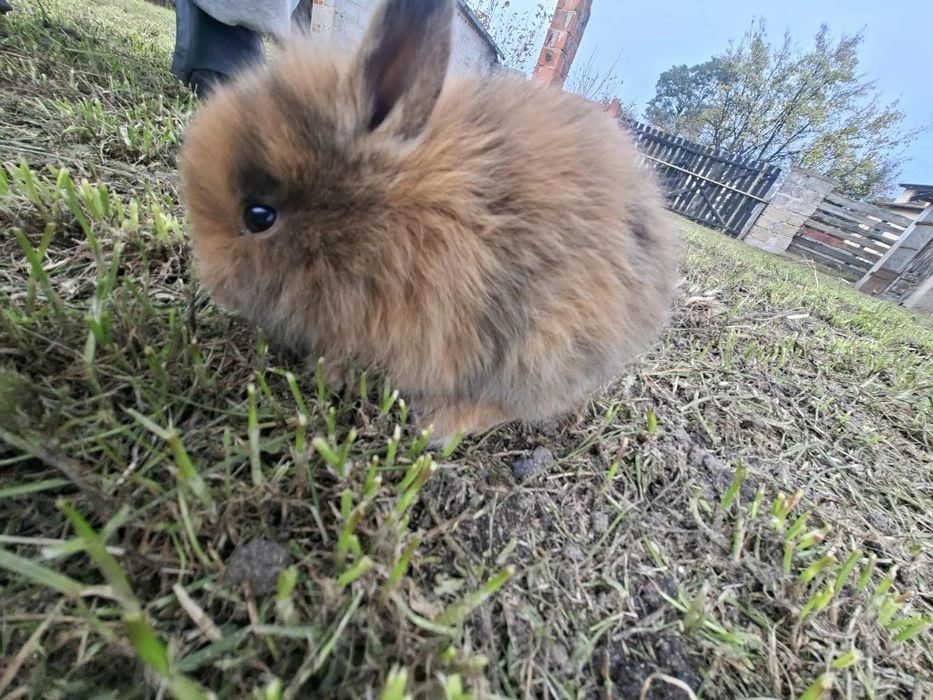 Sprzedam 4 króliki miniaturki