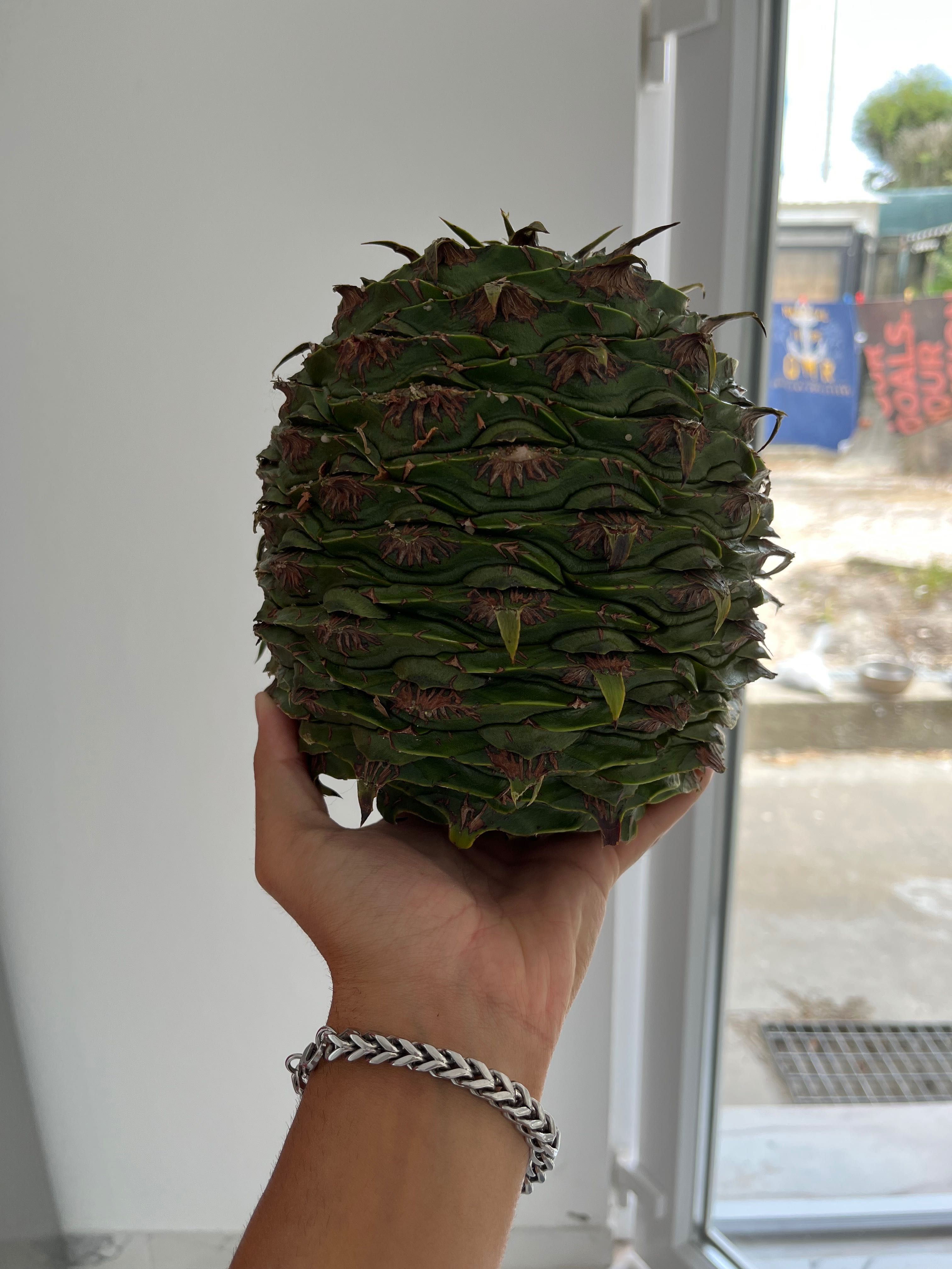 Araucária das pinhas gigantes