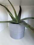 Vaso ikea com aloe vera