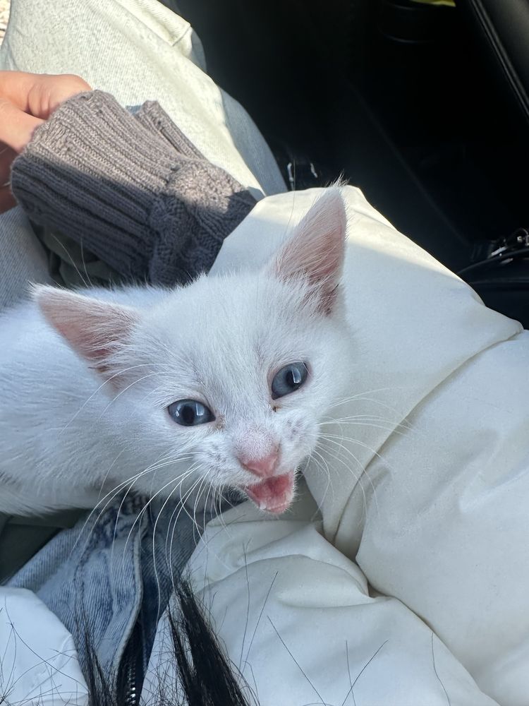 Котенок