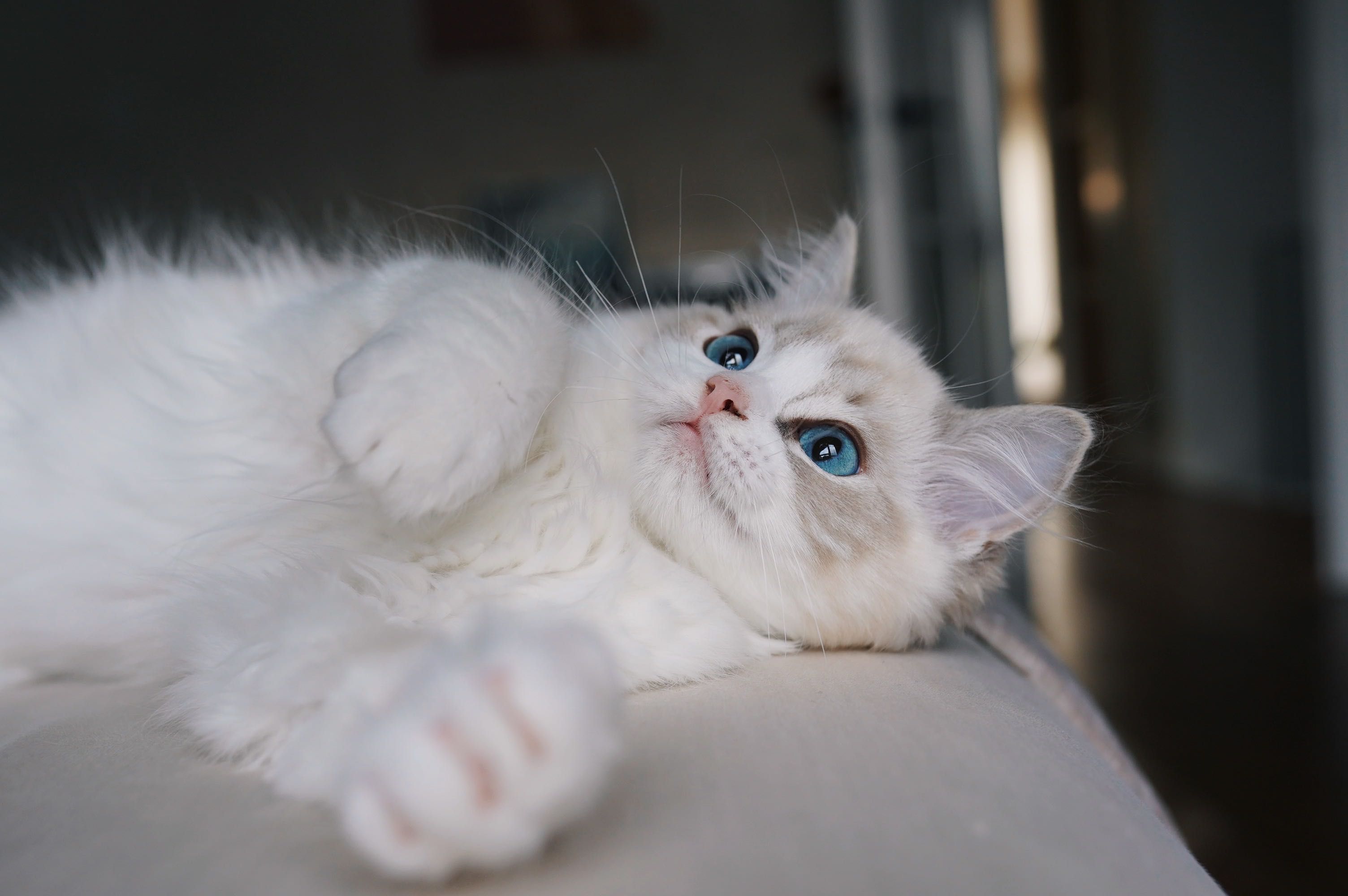 Ragdoll kocurek PL*AVOCADO Wrocław