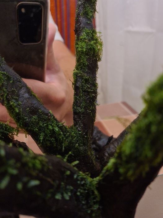 Korzeń Dark Wood z życiem, piękna tekstura drewna, doda uroku akwarium