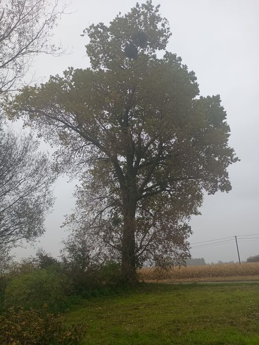 Ścięcie drzewa z uporządkowaniem