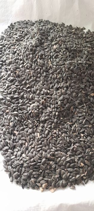 Насіння соняшника