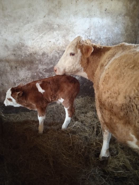 Krowy mamki,na sprzedaż