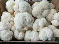 Cogumelo Juba de Leão / Lion's Mane Mushroom