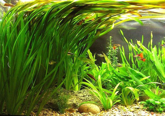 Аквариумные растения /водоросли