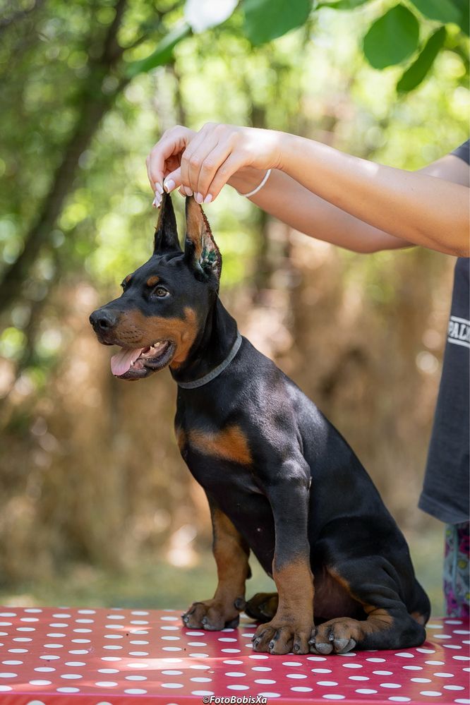 Potężny szczeniak doberman