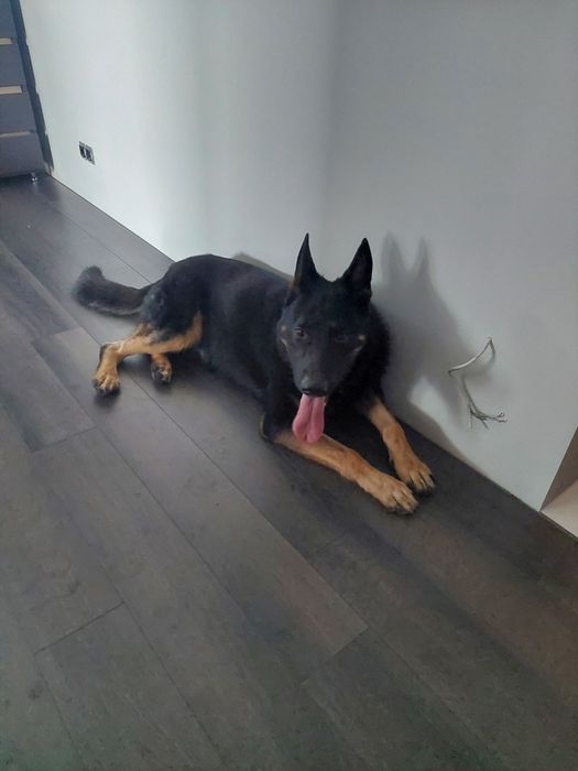 Немецкая овчарка для вязки.