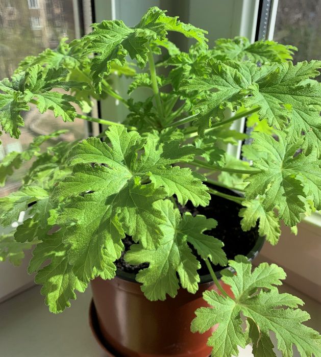 Герань душистая лечебная (Pelargonium graveolens hort)