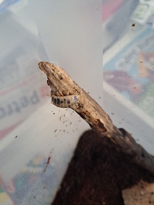 Prosionki + pudło dla ślimaków Achatina