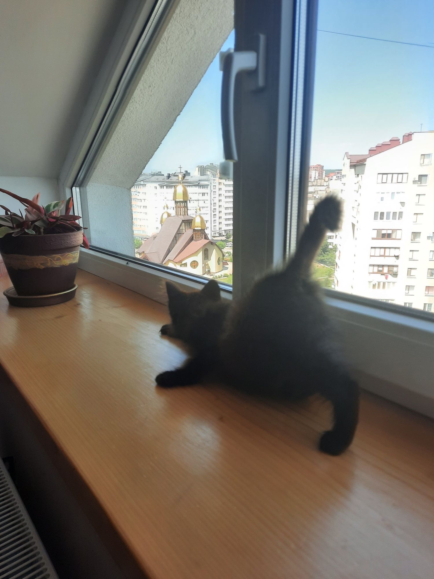 Кошеня, чорно-шоколадного кольору,  кішка