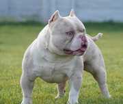 American Bully Pocket ABKC Lilac Merle + gen Tricolor! Syn LAMBORGHINI