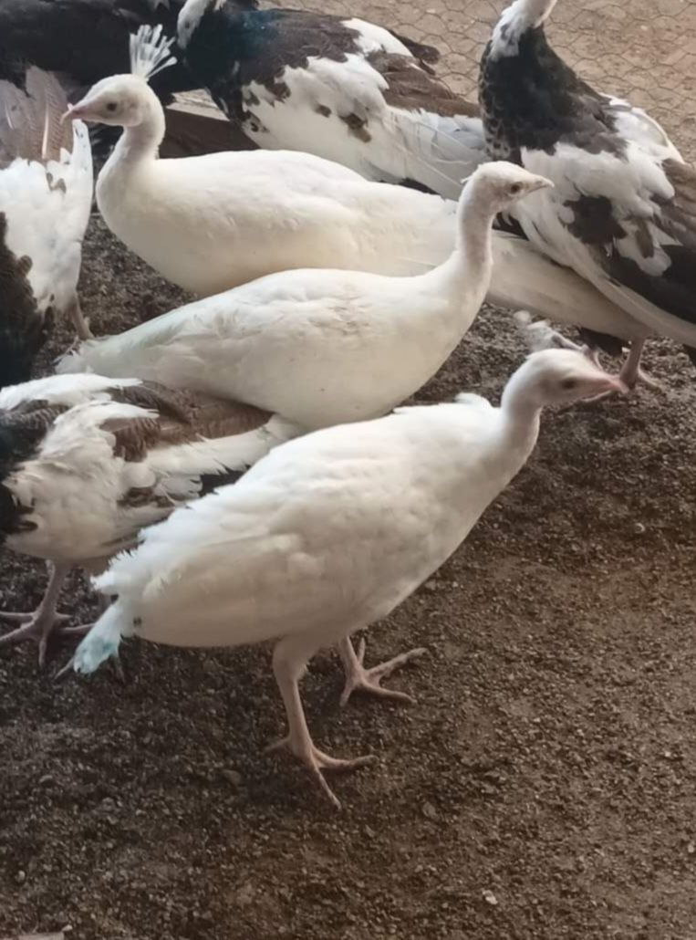 Paw  pawie  białe, niebieskie,  silver , Arlekin,  czarnoskrzydłe inne