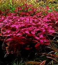 Ludwigia mini super red