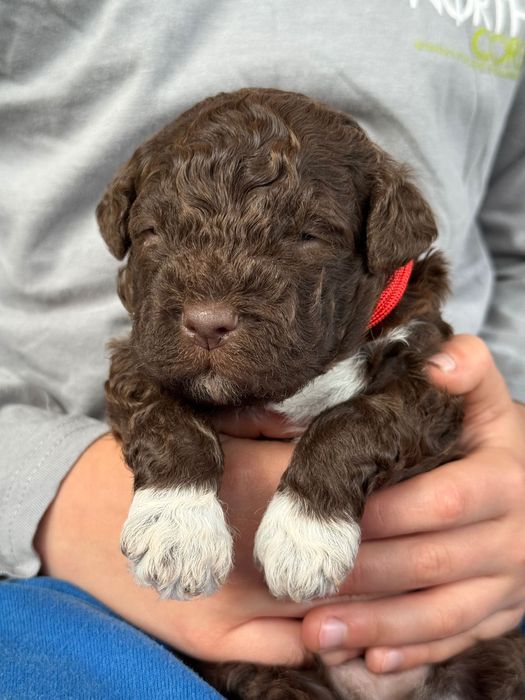Lagotto Romagnolo ZKwP/FCI - piękny pies