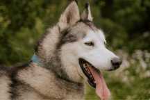 Husky Cejlon wyrzucony z samochodu