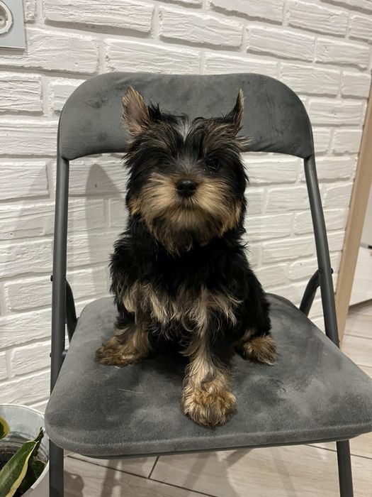 Девочка йоркширский  терьер КСУ беби фейс