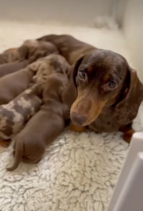 Бронювання шоколадних та мраморних таксят.