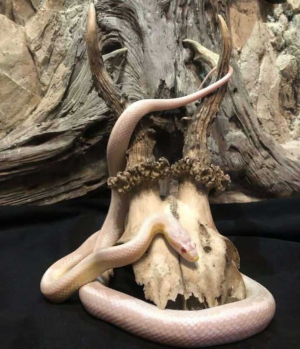 Wąż zbożowy snow tessera