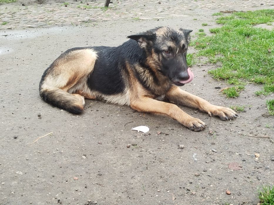 Owczarek  oddam w dobre rece