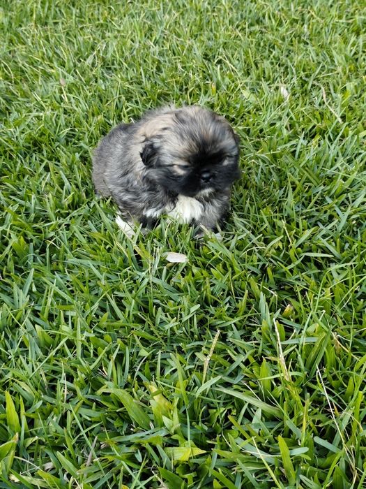 Shih-Tzu fêmea disponível