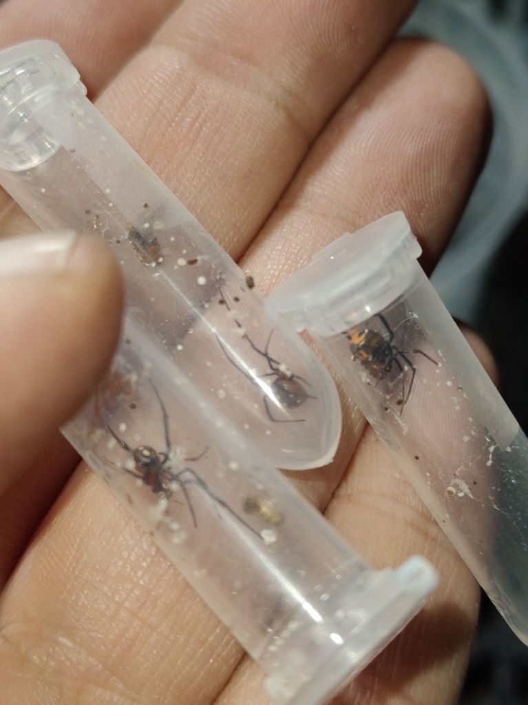 Wdówki, Latrodectus menavodi. Młode samiczki.