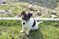 Jack Russell Terrier