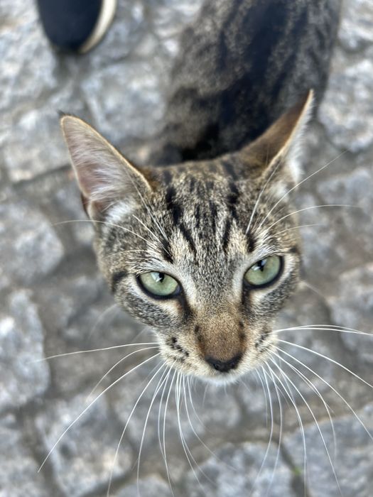Gatinhos para adocao responsavel