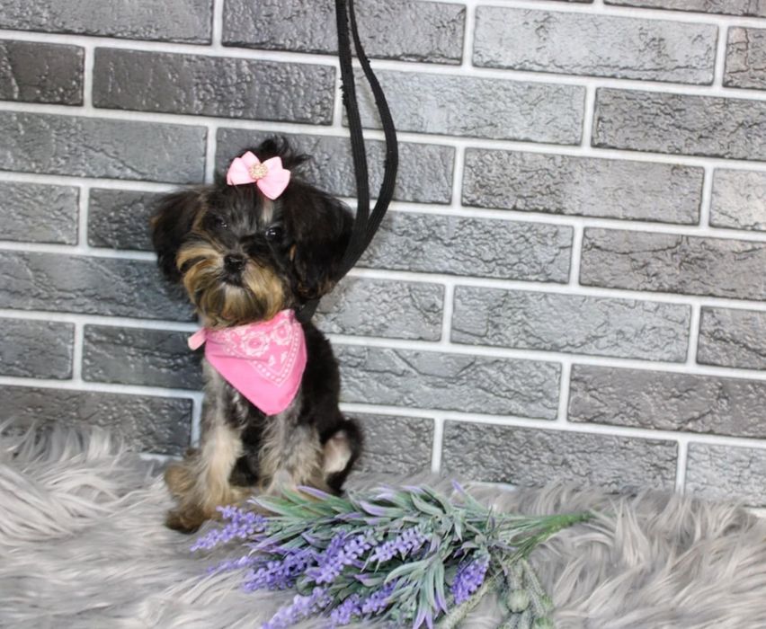 YorkiePoo śliczna suczka xxs mini nie maltipoo