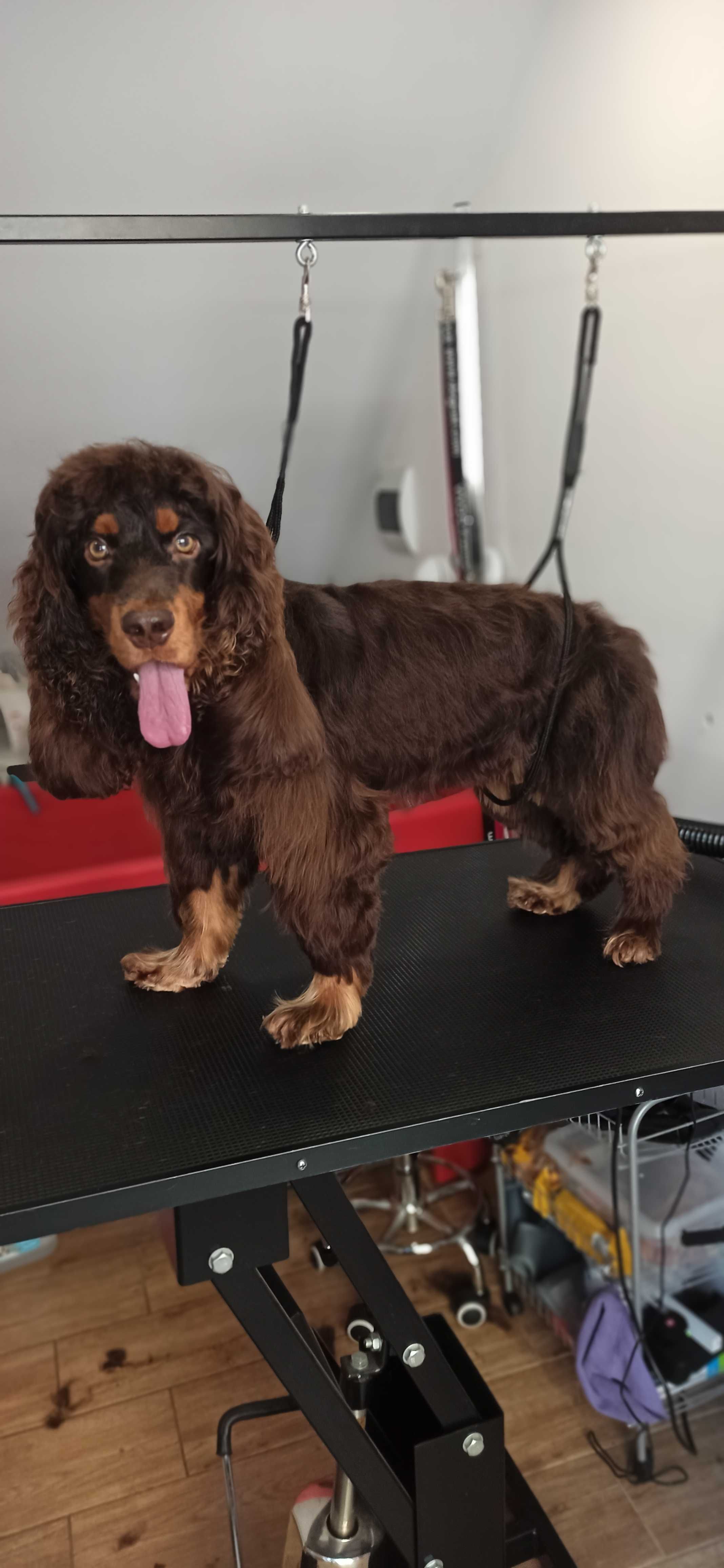 Groomer / Fryzjer dla psów