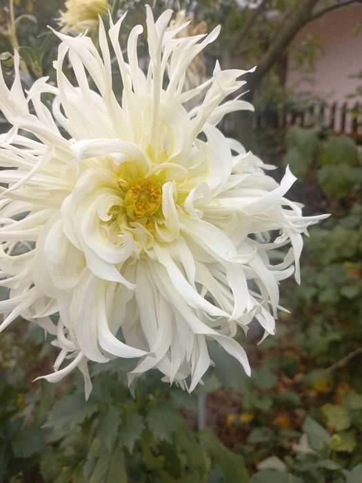 Продам   георгины