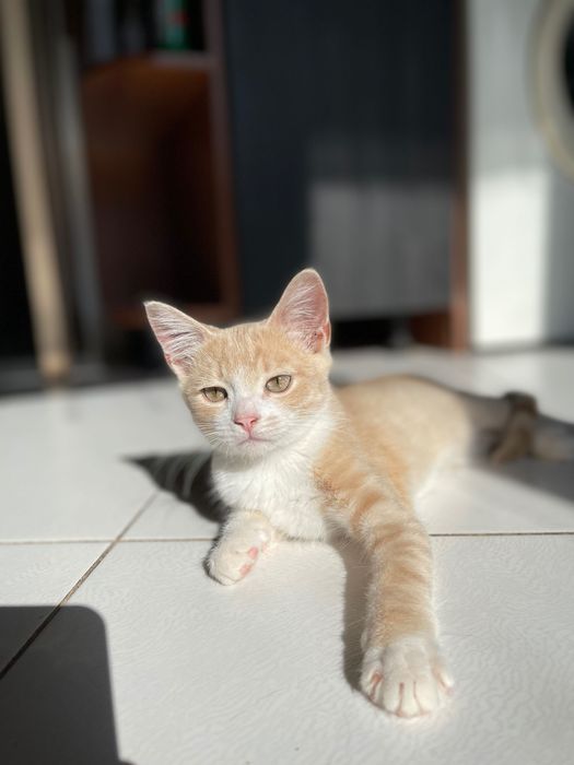 Котята красивый котенок  мальчик