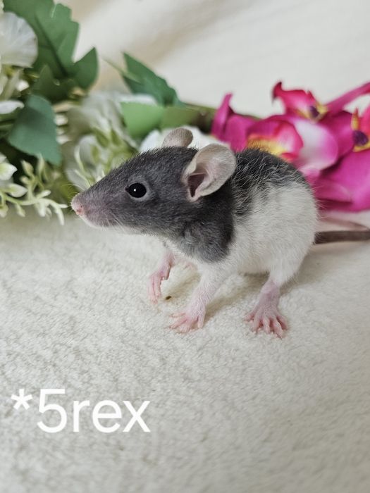 Szczur szczury szczurki