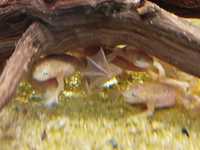 Żaba karlik szponiasty złoty