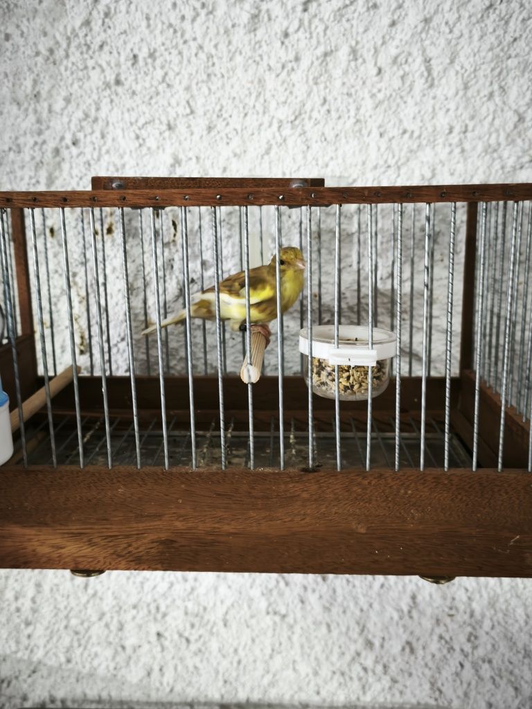 Canário timbrado espanhol