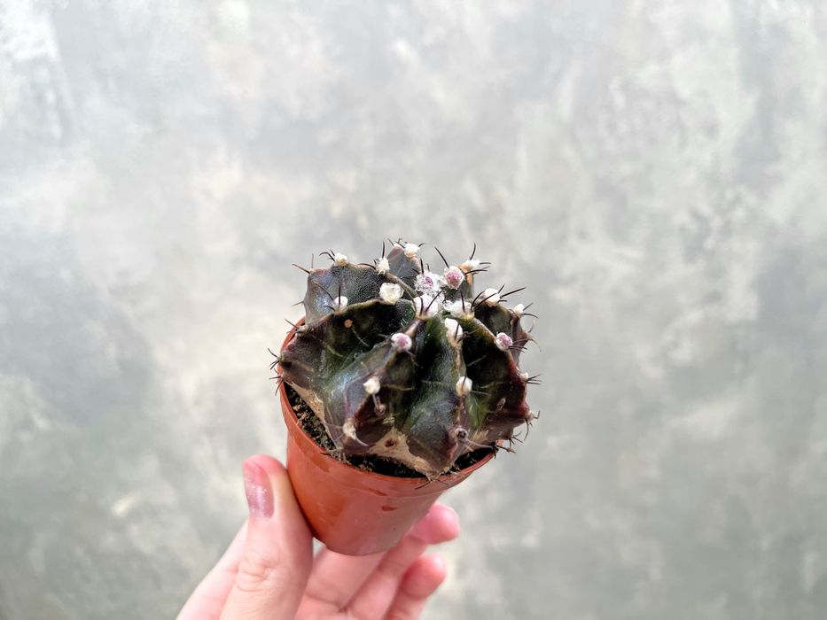 Суккуленты (Адромискус, Пахифитум, Эуфорбия, Кактусы)