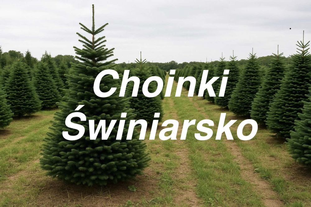 Choinki Świniarsko Jodla Kaukaska 100-600cm