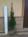 Thuja Tuja szmaragd na żywopłot sadzonki 120-140cm