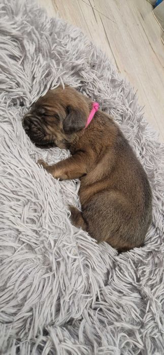Cane corso suczka rodowodowa