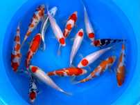 Jumbo Tosai HQ - Carpa Koi - 26/28cm