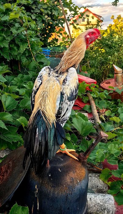 Parrot aseel koguty