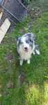Reroduktor Border Collie