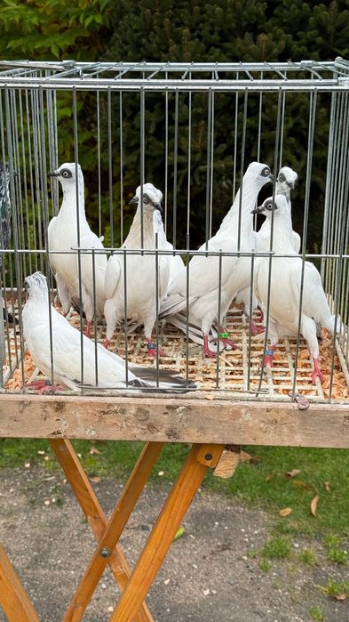 Gołębie Wiedeńskie