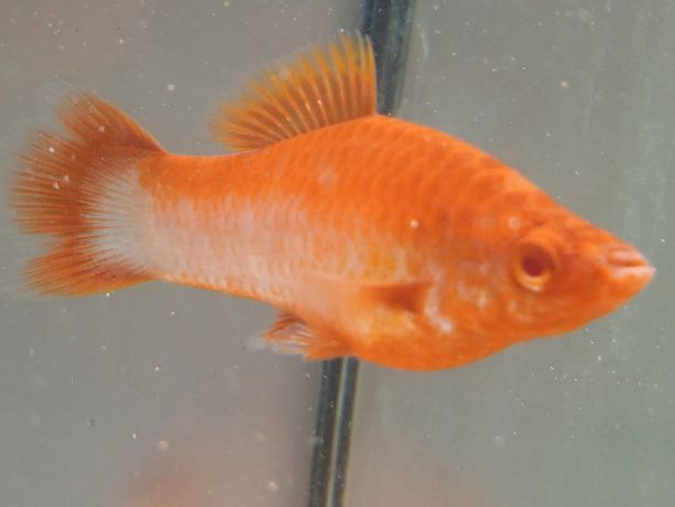 Mieczyki Tuxedo Albino