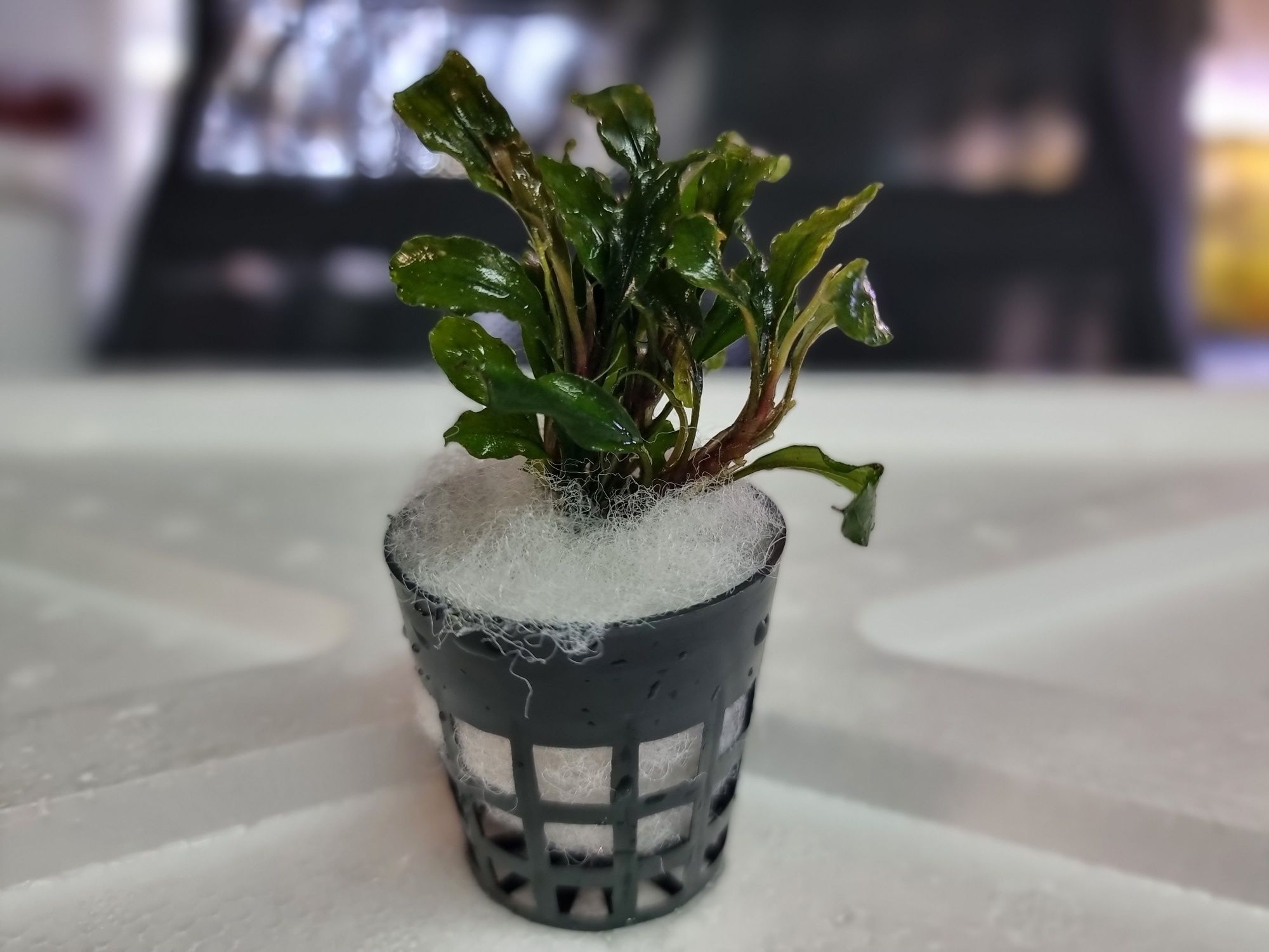 Zestaw 7 koszyków bucephalandra, anubias, microsorium,schismatoglottis