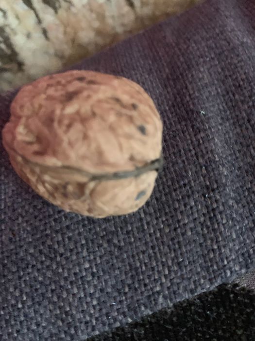 Orzechy wloskie swieze