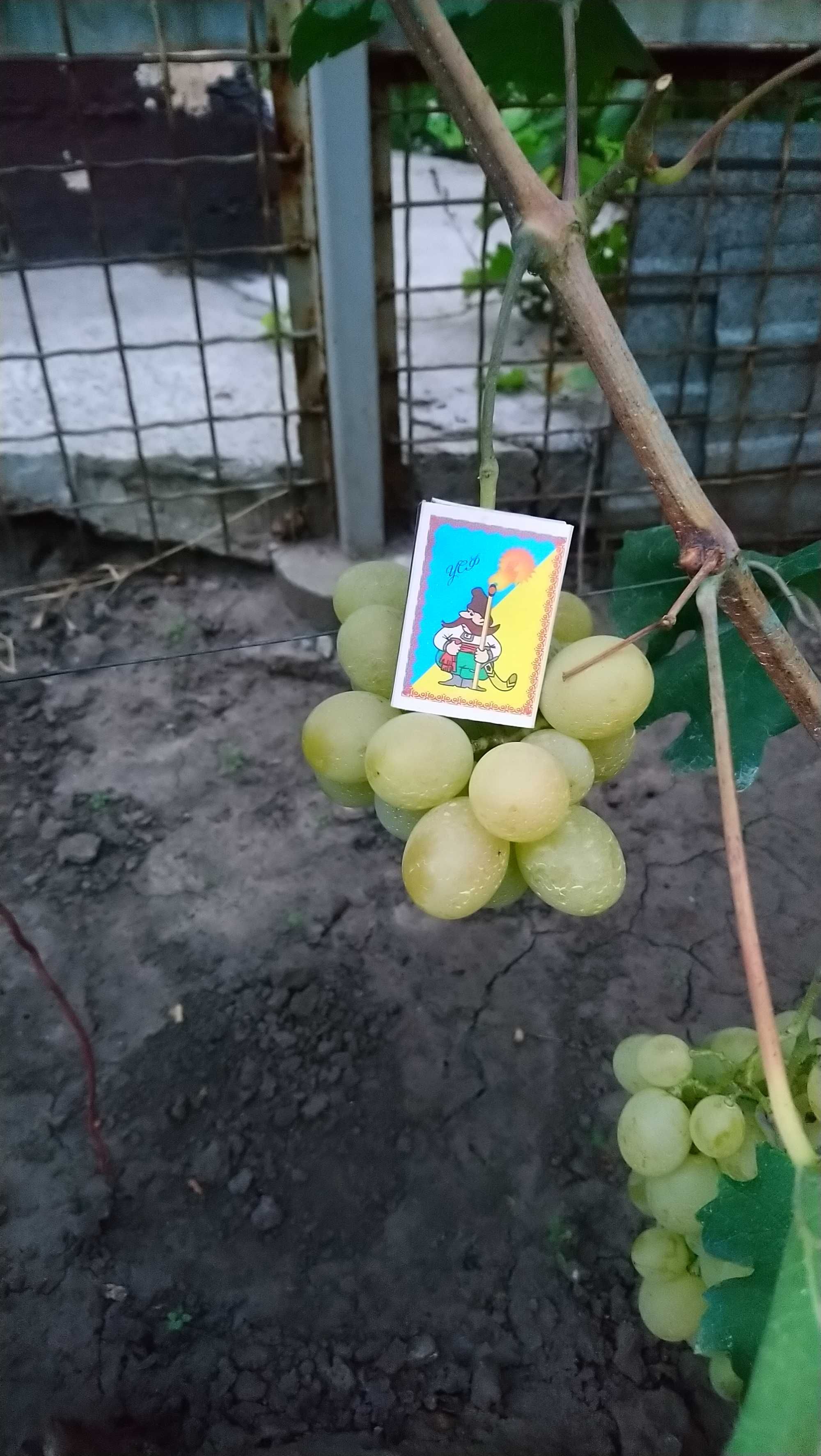 Продам кусты столового винограда