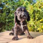 Cocker spaniel inglês fêmea