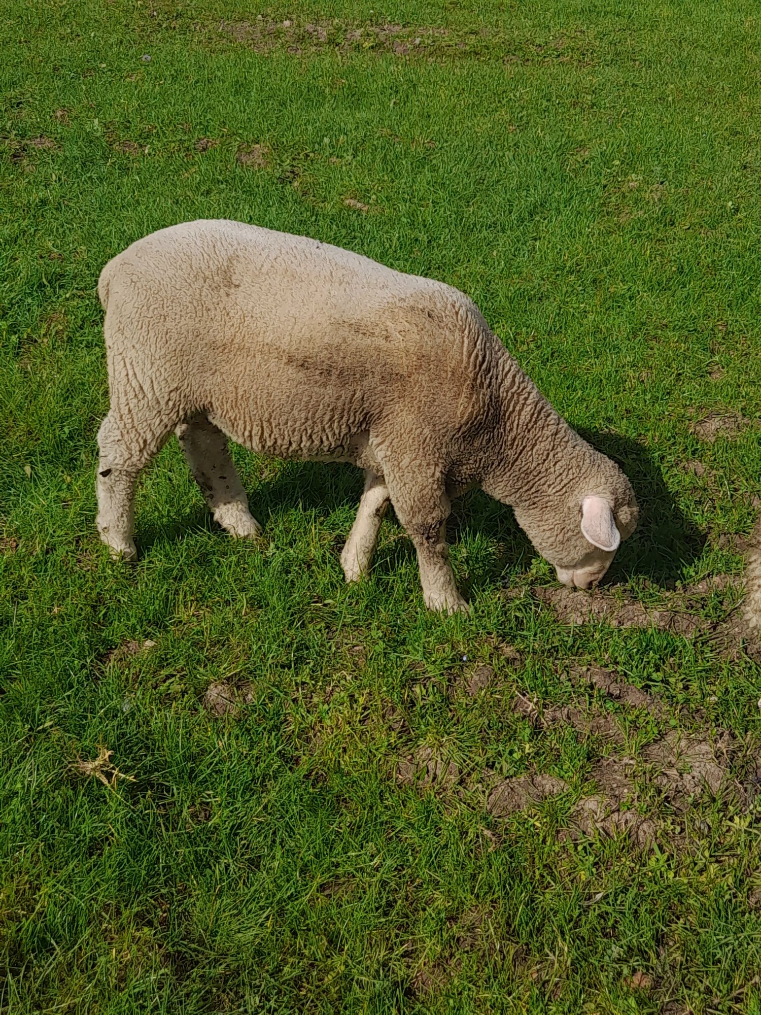 Vendo borrego de raça ile de france